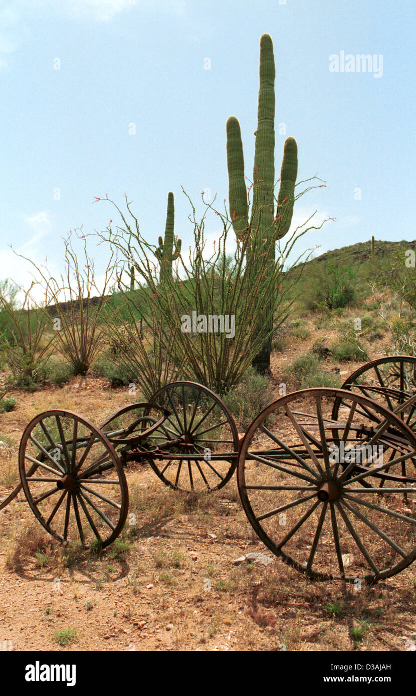 Buckboard and saguaro cacti in Sonoran Desert Arizona, USA, Arizona landscape,wagon, Stock Photo