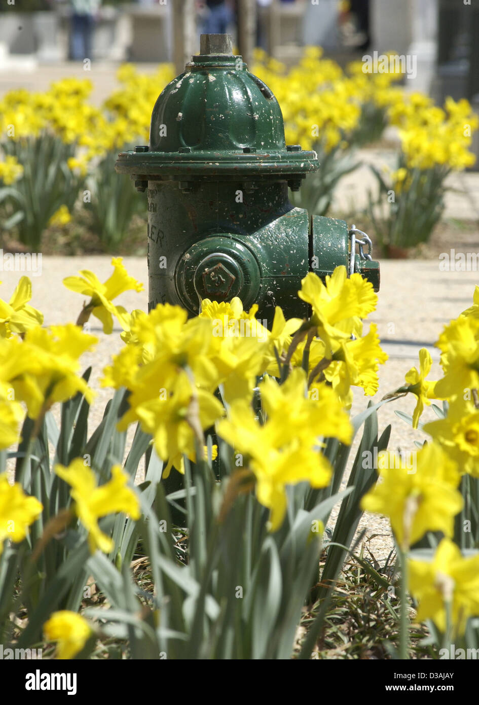 Green fire hydrant surrounded by yellow daffodils Washington, D.C.  USA, Stock Photo