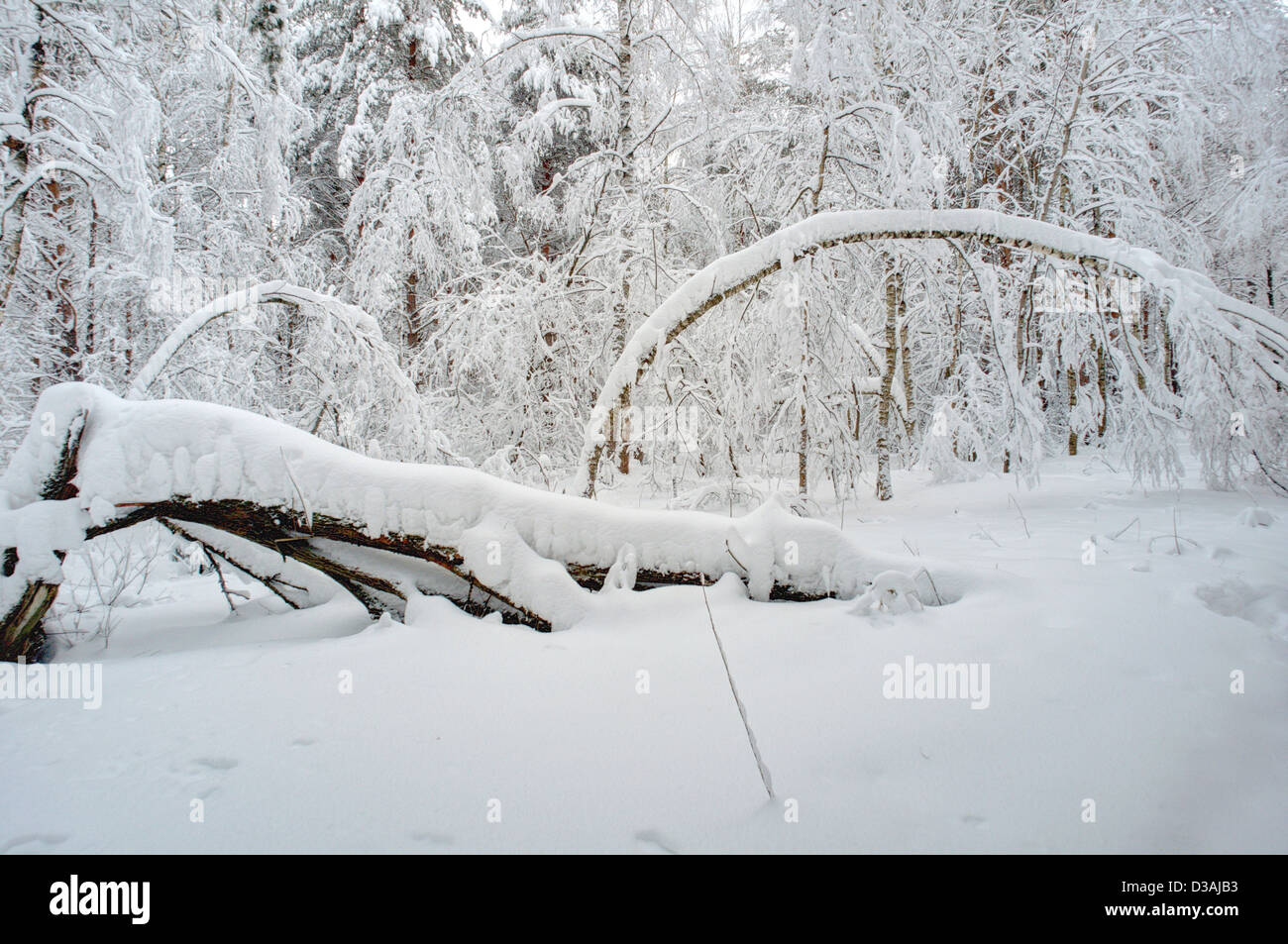 Winter forest in snow Stock Photo - Alamy