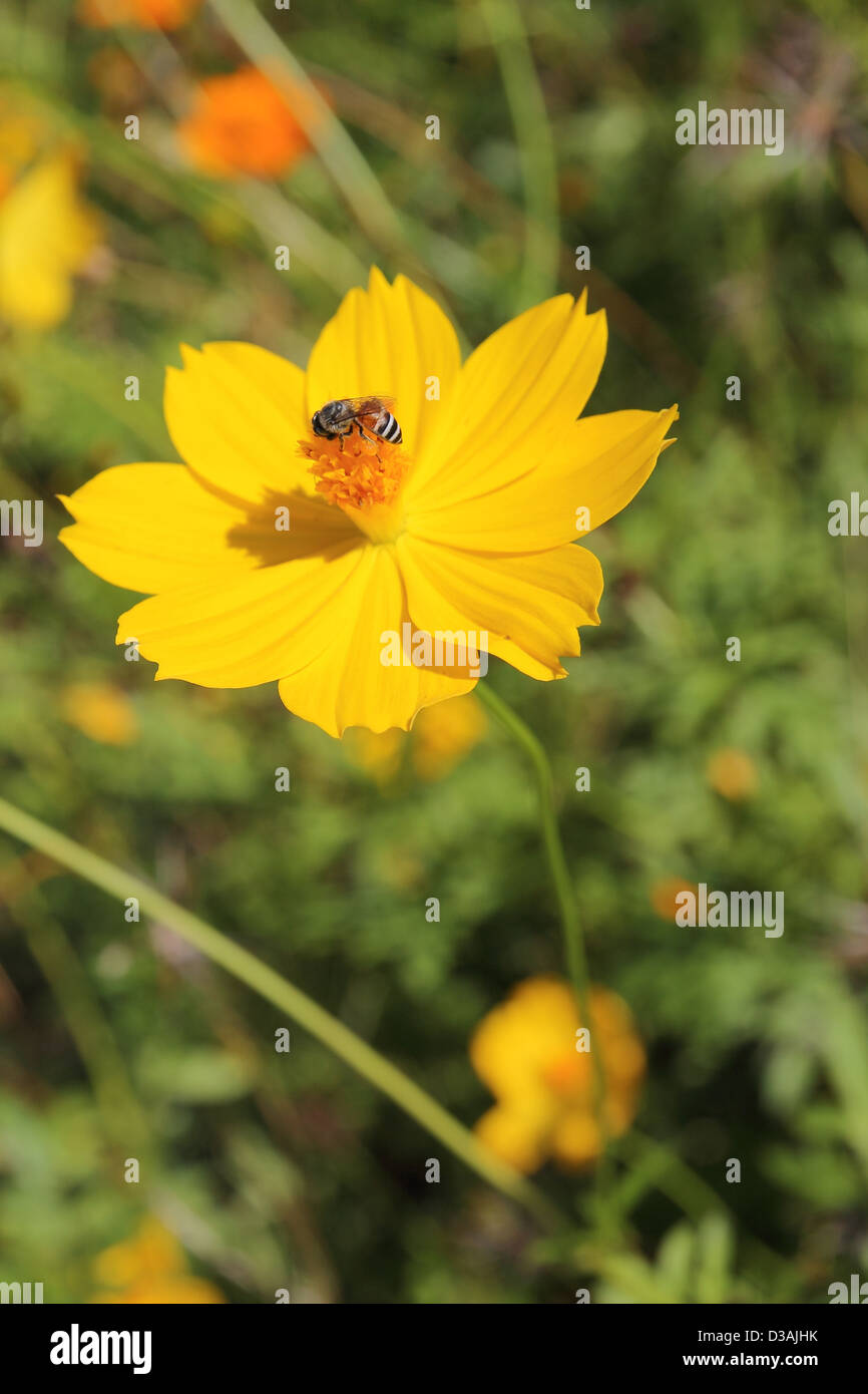 Yellow cosmos flower and bee insect flying for honey food in flora garden Stock Photo