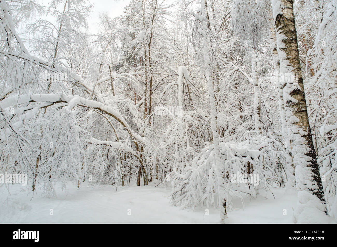 Winter forest in snow Stock Photo - Alamy
