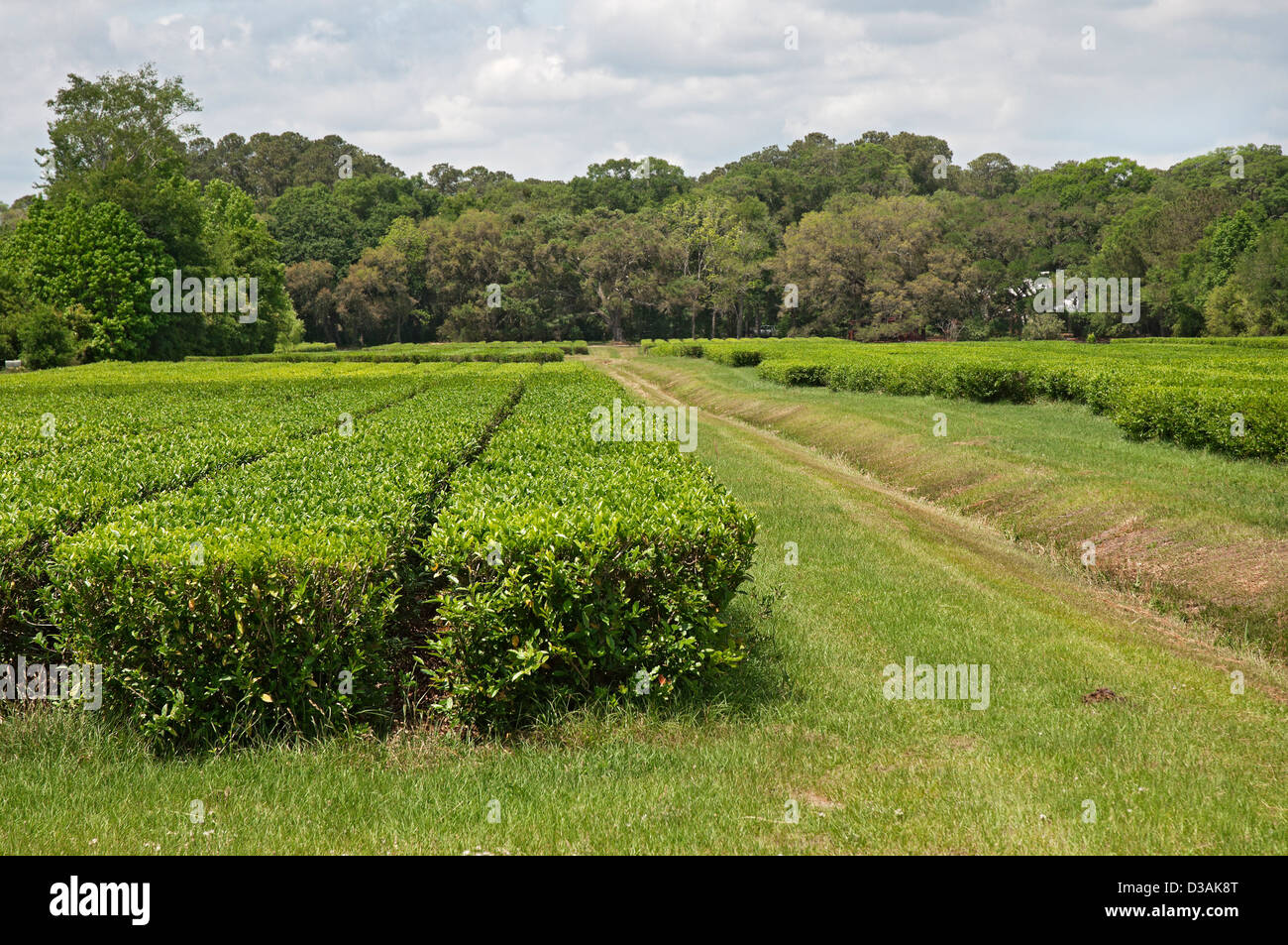 Charleston tea plantation hi-res stock photography and images - Alamy