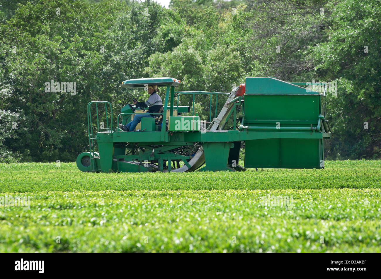 The Charleston Tea Plantation is located on historic Wadmalaw Island in