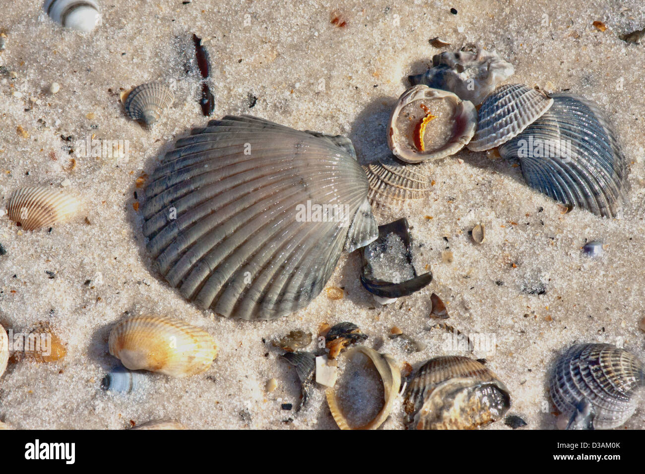 Seashells, one large gray scallop shell with misc smaller gray & coral