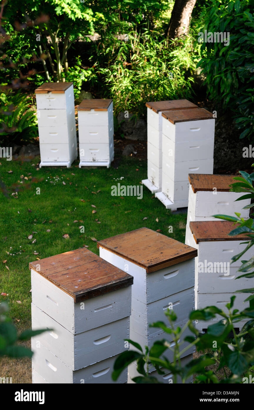 white painted wood wooden beehives beehive apiary arranged in semi