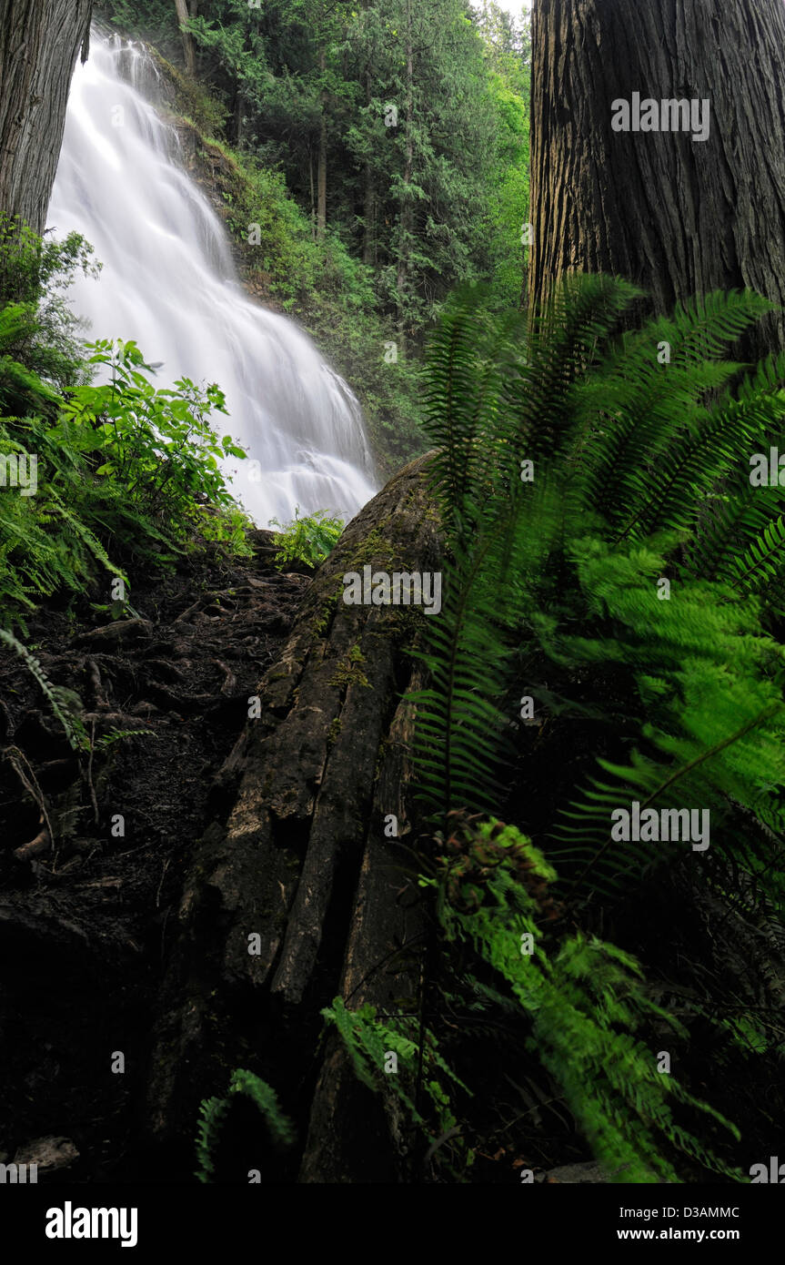 Bridal Veil Falls Provincial Park Chilliwack British Columbia Canada white water waterfall rainforest lush green undergrowth Stock Photo