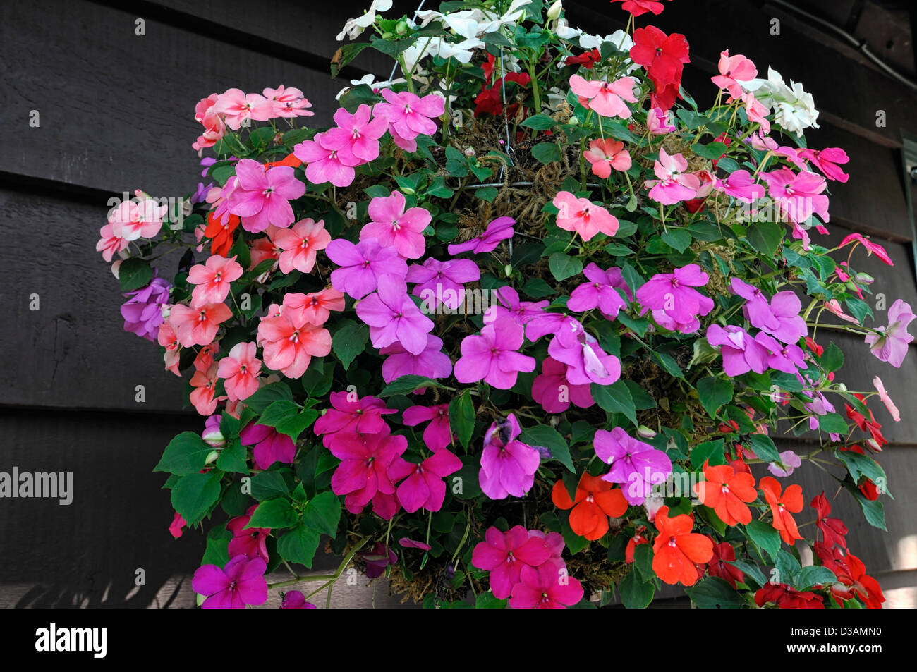 impatiens pink red busy lizzies hanging basket summer flowering colourful flowering container mixed Stock Photo