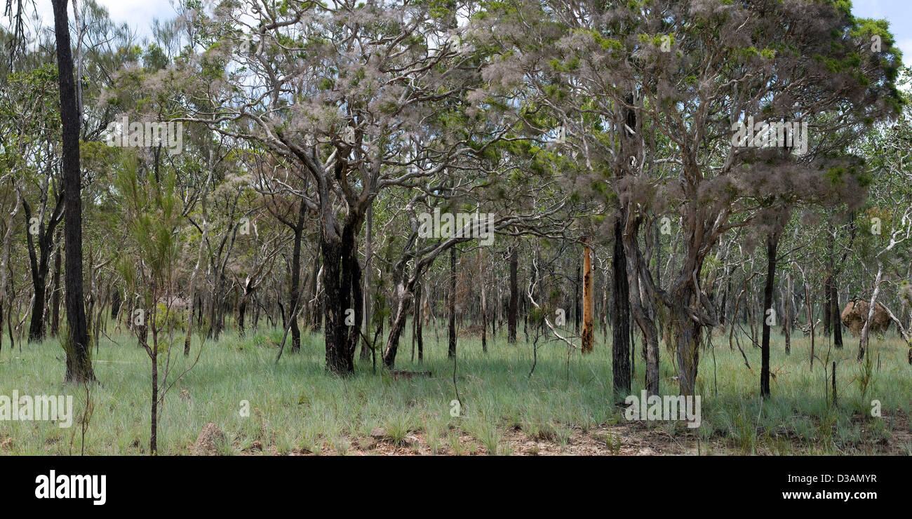 Outback Bushland, North Queensland, Australia Stock Photo Alamy