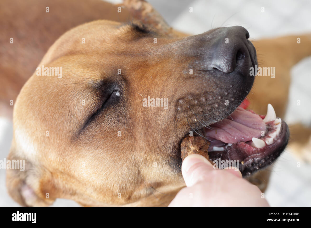 Dog with Stick in Mouth Stock Photo Alamy