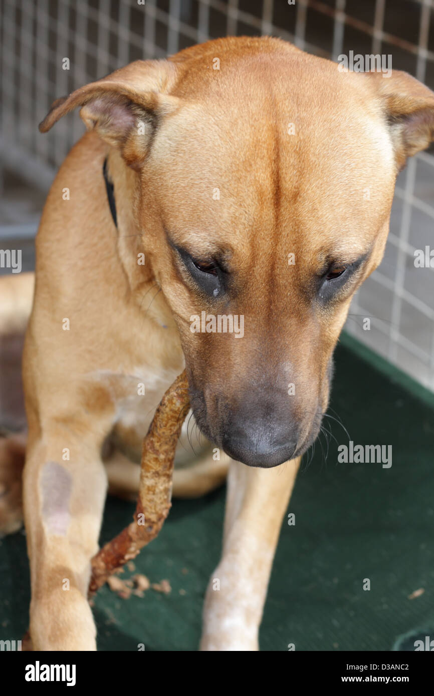 Dog and Its Stick Toy Stock Photo