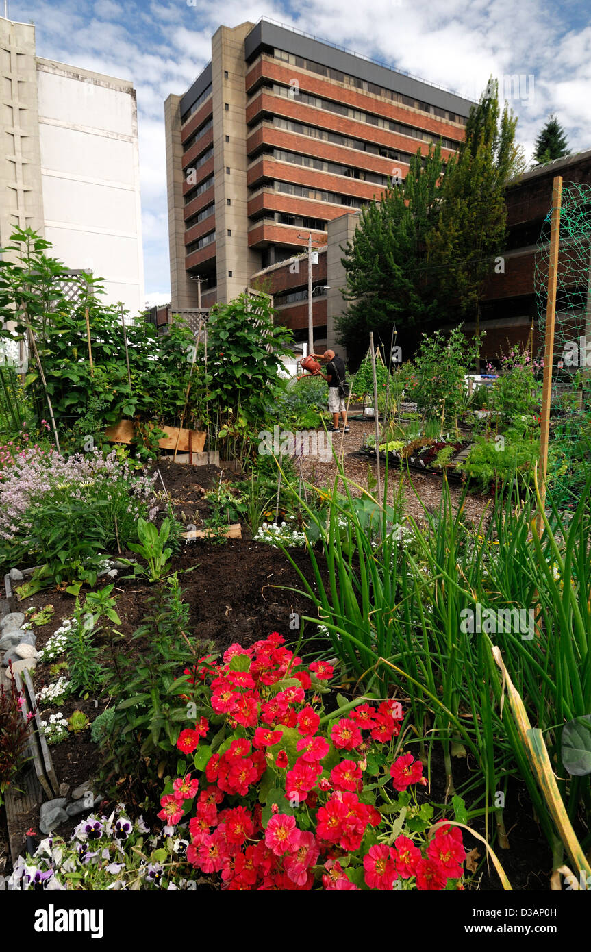 Davie Village Community Garden Vancouver BC Canada allotment allotments