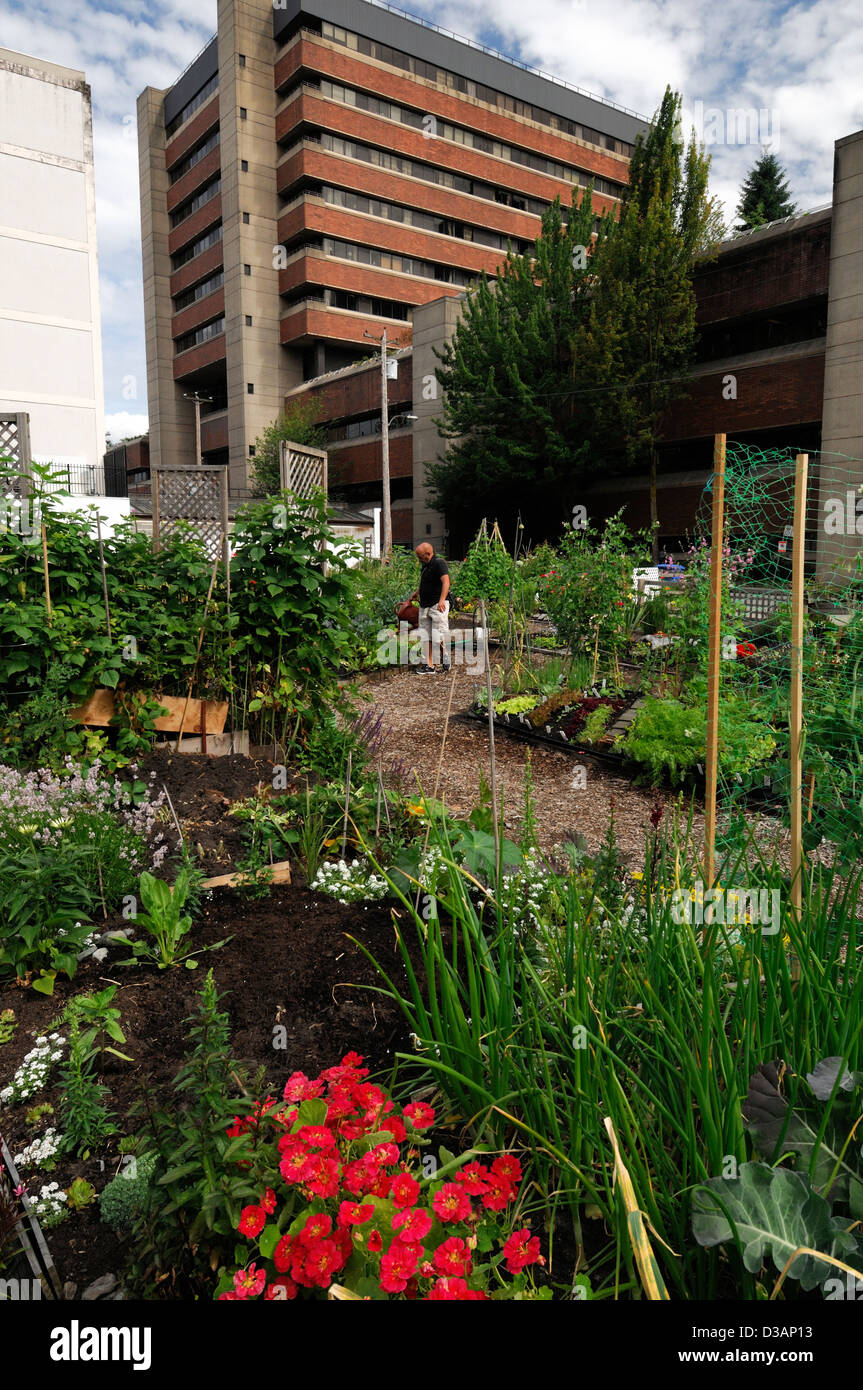 Davie Village Community Garden Vancouver BC Canada allotment allotments