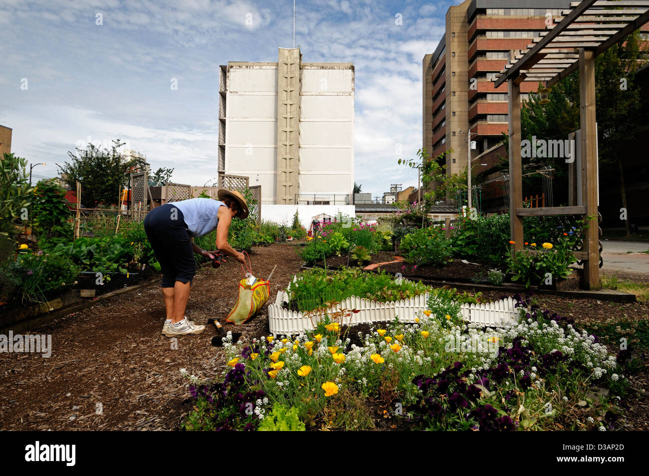Davie Village Community Garden Vancouver BC Canada allotment allotments