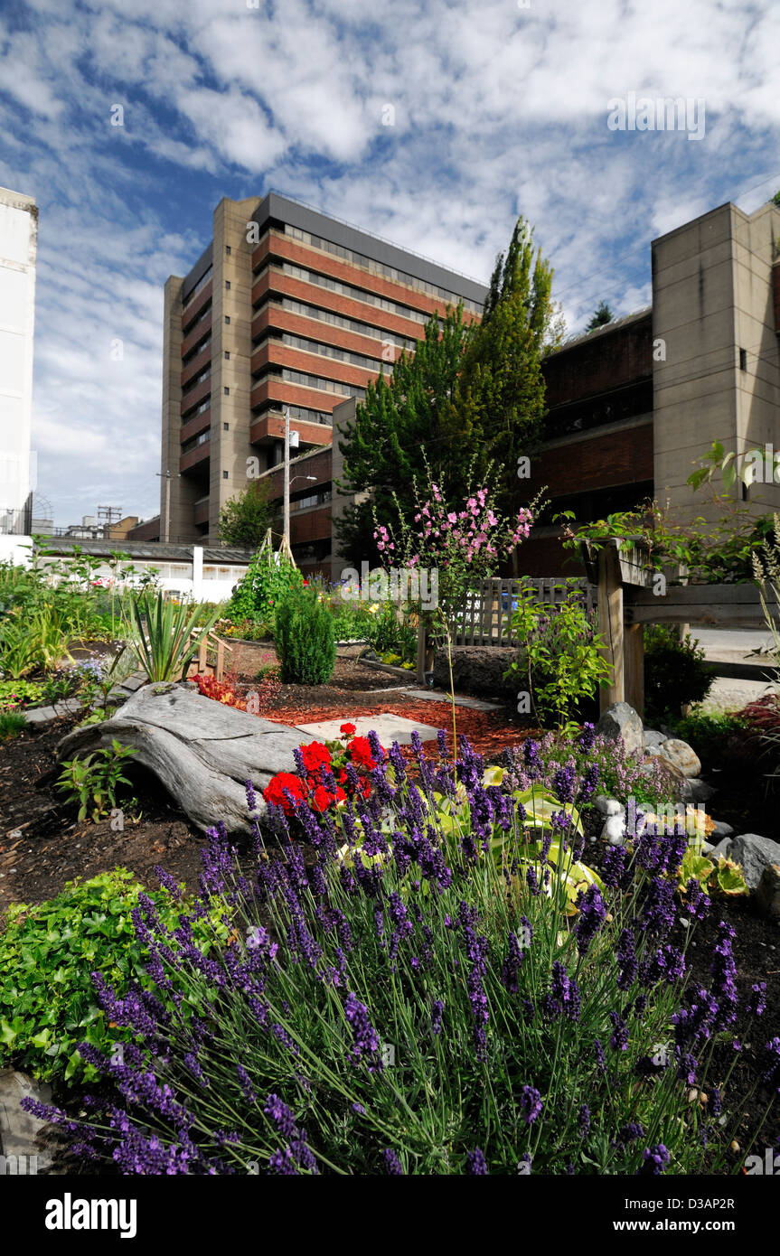 Davie Village Community Garden Vancouver BC Canada allotment allotments city center plot plots gardens gardening Stock Photo