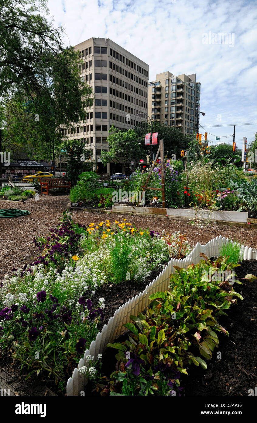Davie Village Community Garden Vancouver BC Canada allotment allotments