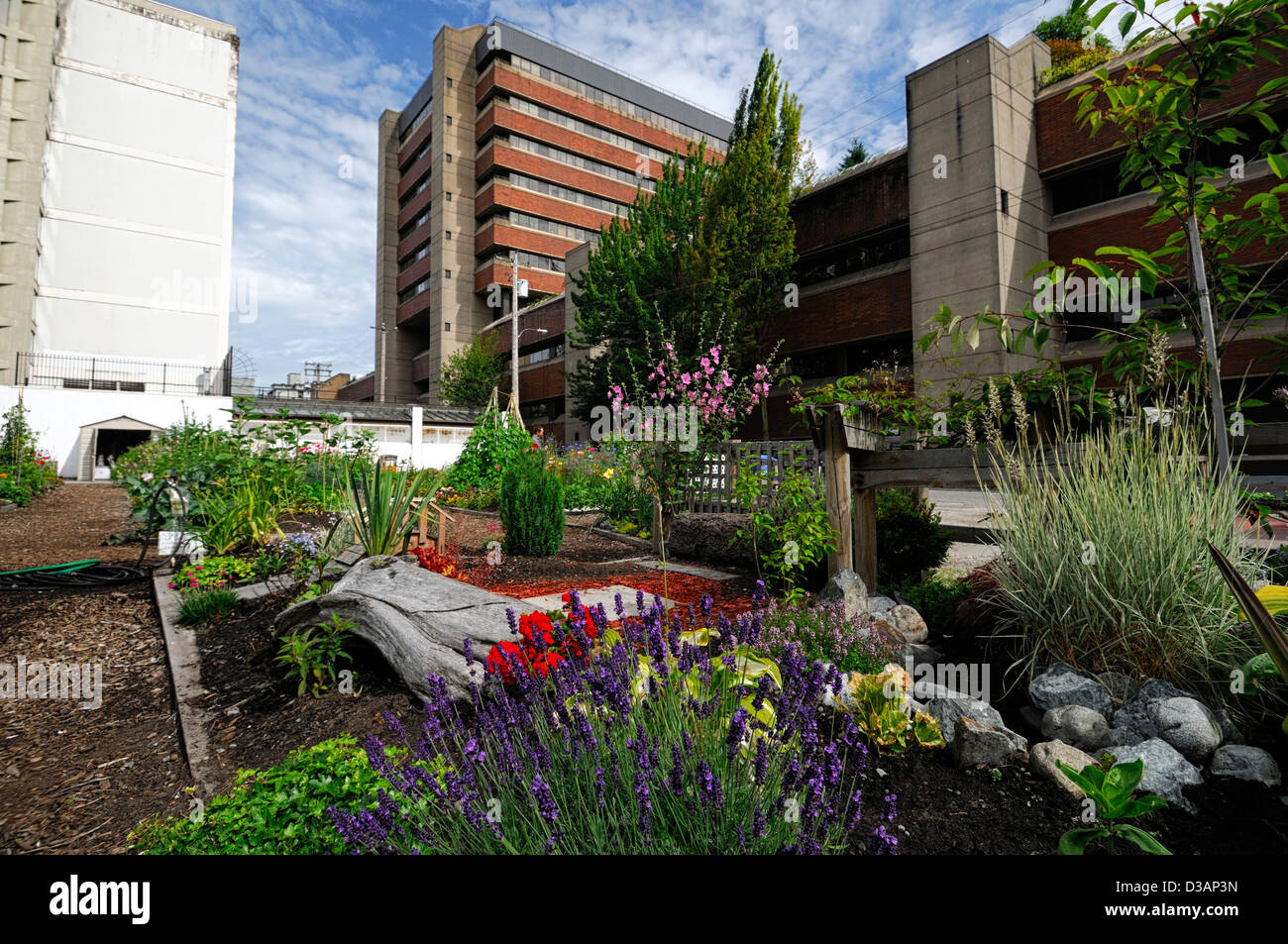 Davie Village Community Garden Vancouver BC Canada allotment allotments city center plot plots gardens gardening Stock Photo