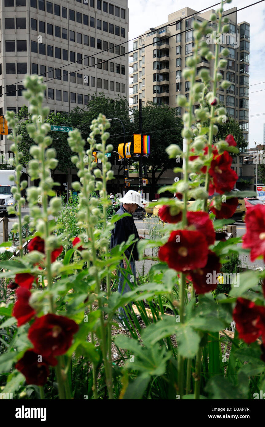 Davie Village Community Garden Vancouver BC Canada allotment allotments city center plot plots gardens gardening Stock Photo