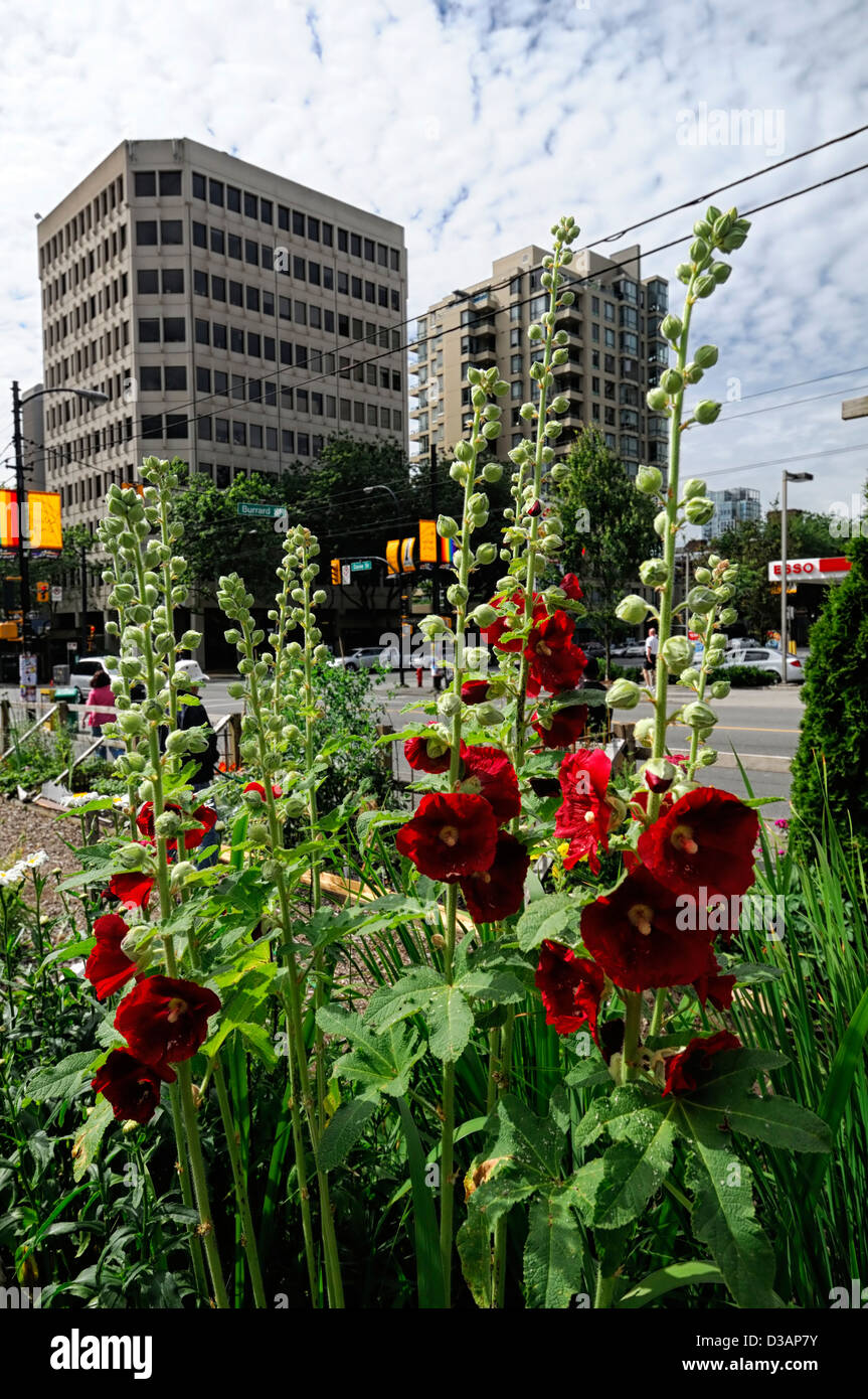 Davie Village Community Garden Vancouver BC Canada allotment allotments
