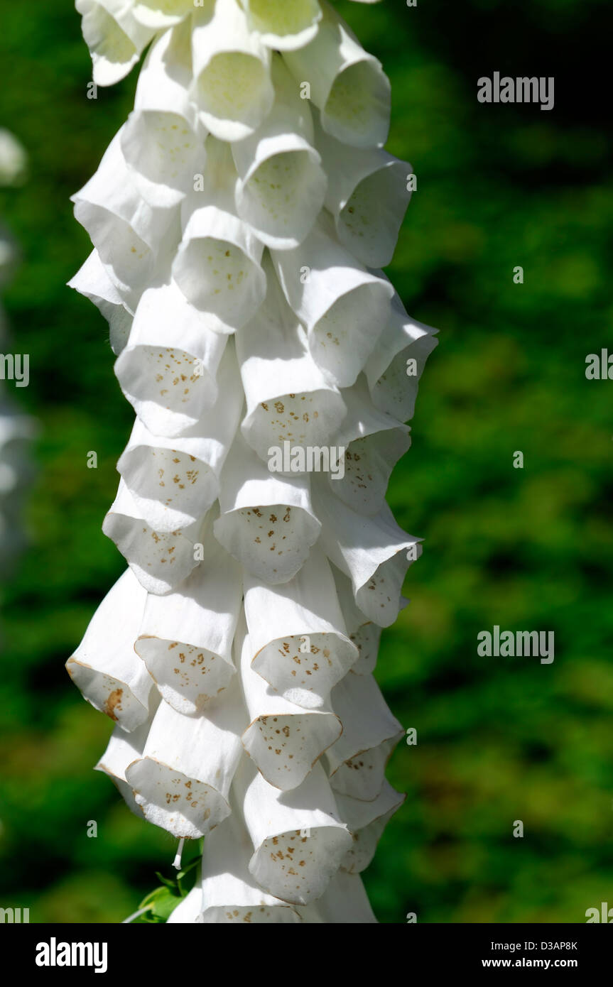 digitalis purpurea alba white foxglove summer closeup selective focus plant portraits cream