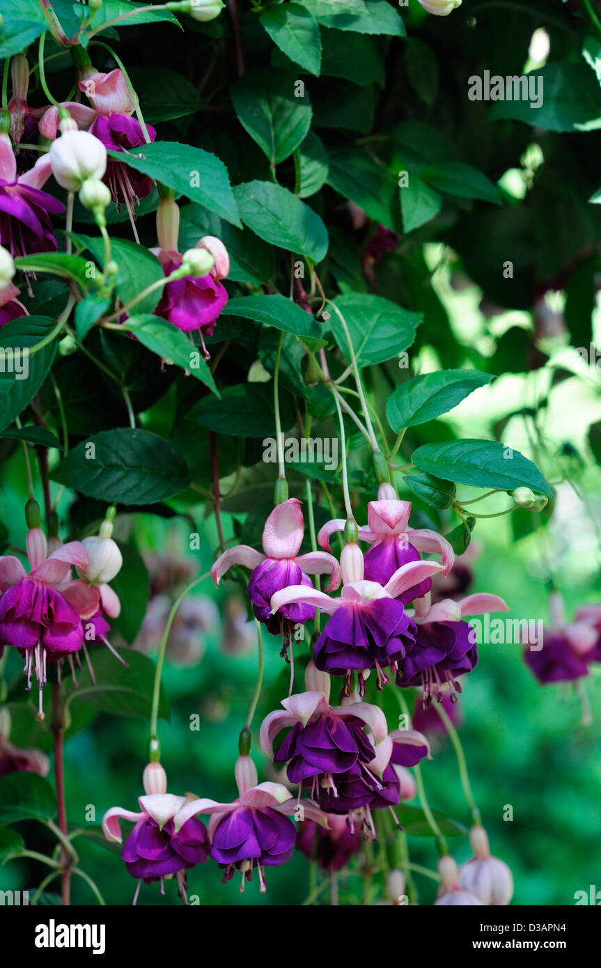Fuchsia John Grooms purple white double flowers blooms blossoming Stock Photo
