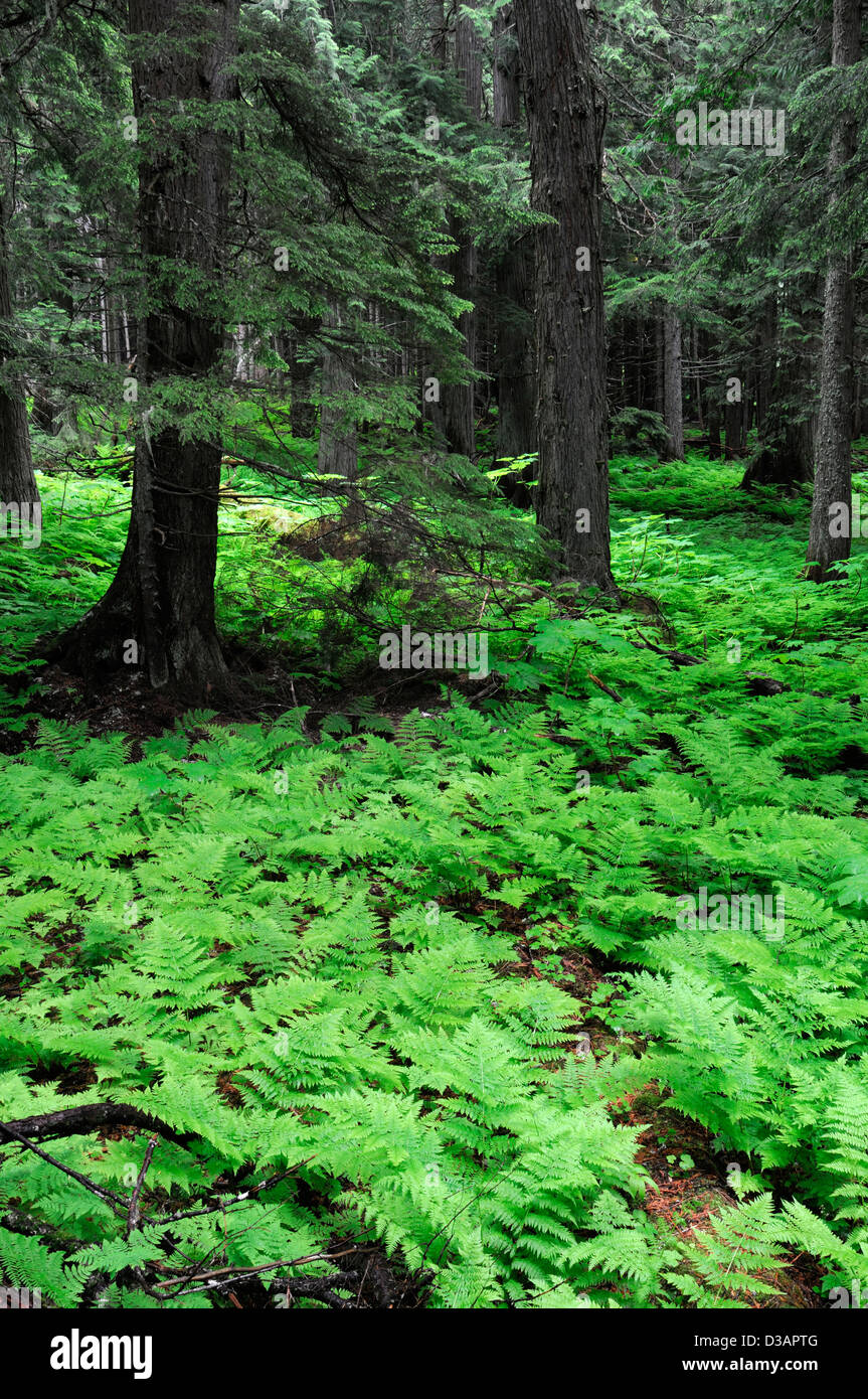 Old growth forest ferns hemlock grove trail Rogers Pass National Historic Site British Colombia BC Canada rainforest Stock Photo