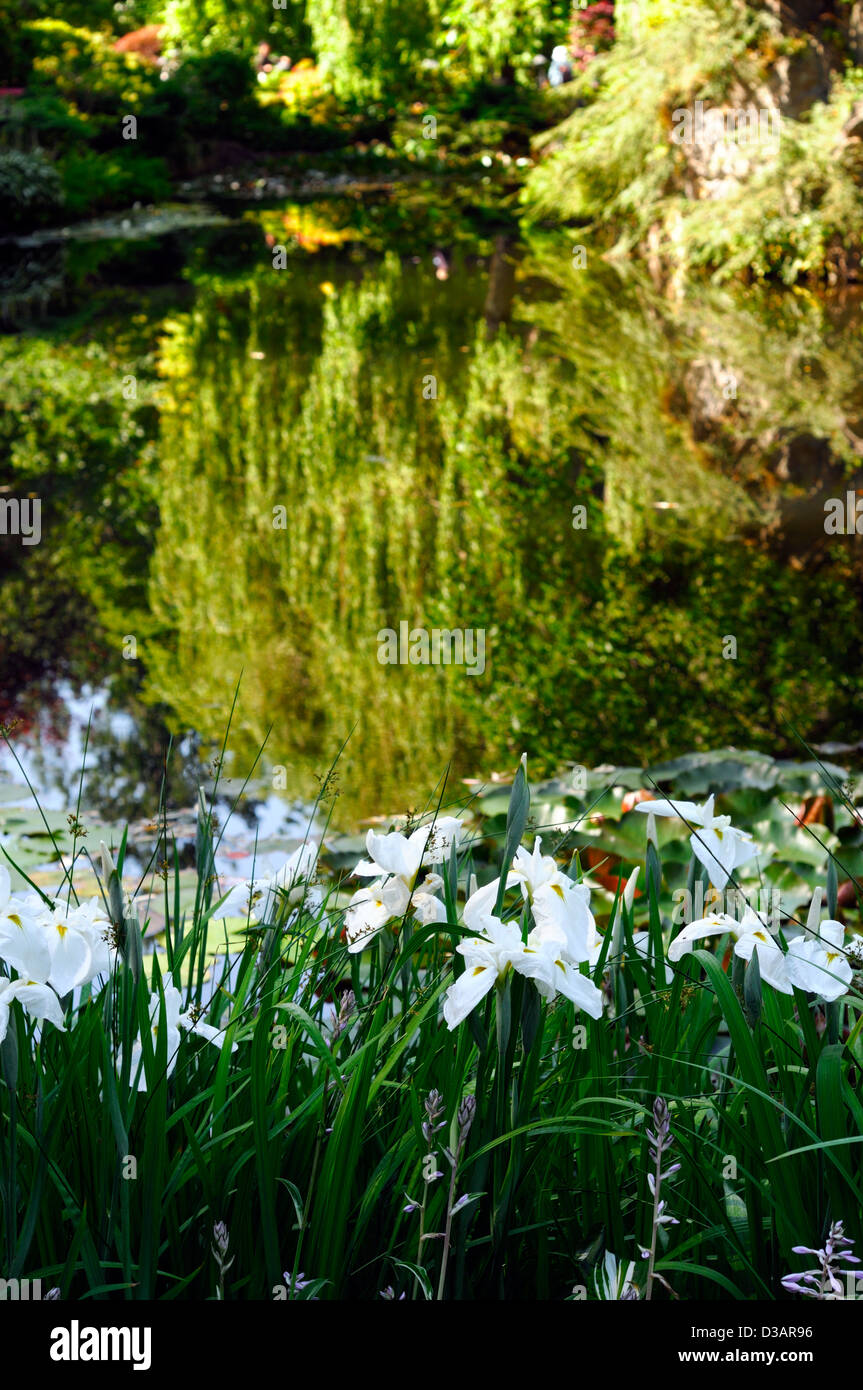 iris sibirica alba siberian white pale flowers marginal moisture loving plant edge of pond still calm reflection flower bloom Stock Photo