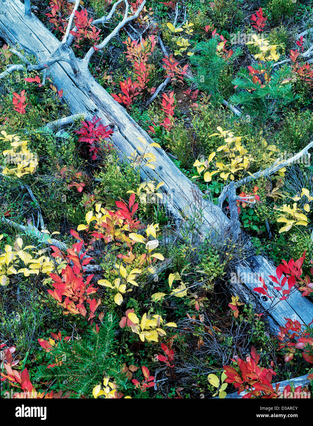 Fall colored huckleberry and dead tree. Wallowa National forest, Oregon ...