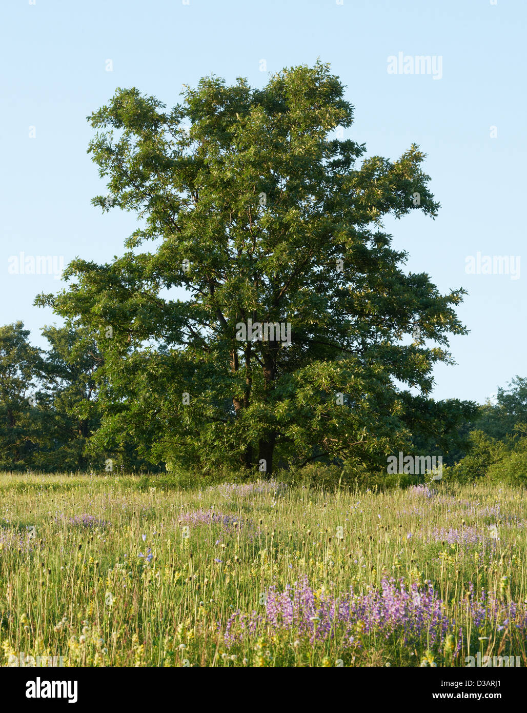 Oak tree in spring hi-res stock photography and images - Alamy