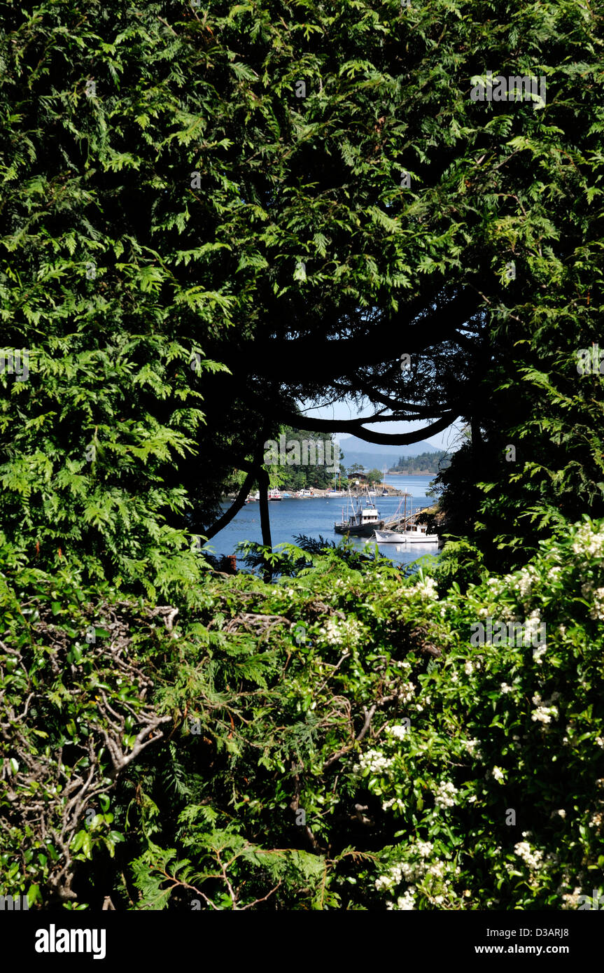 Clipped hedge window view through Brentwood bay japanese garden butchart gardens victoria vancouver island canada Stock Photo