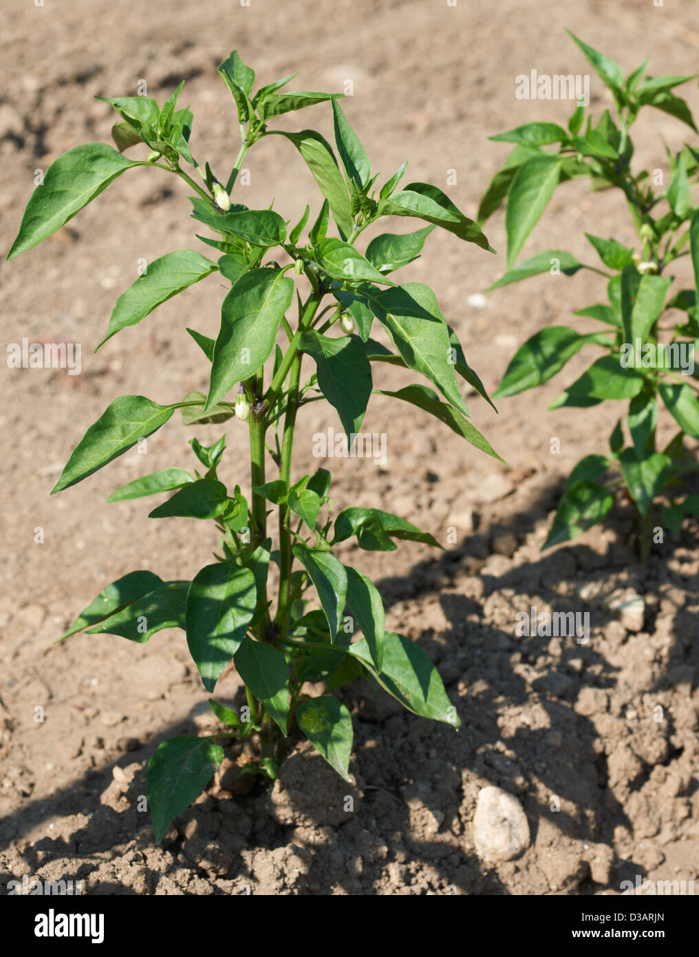 Green spray of chilli pepper plat in vegetable garden Stock Photo Alamy