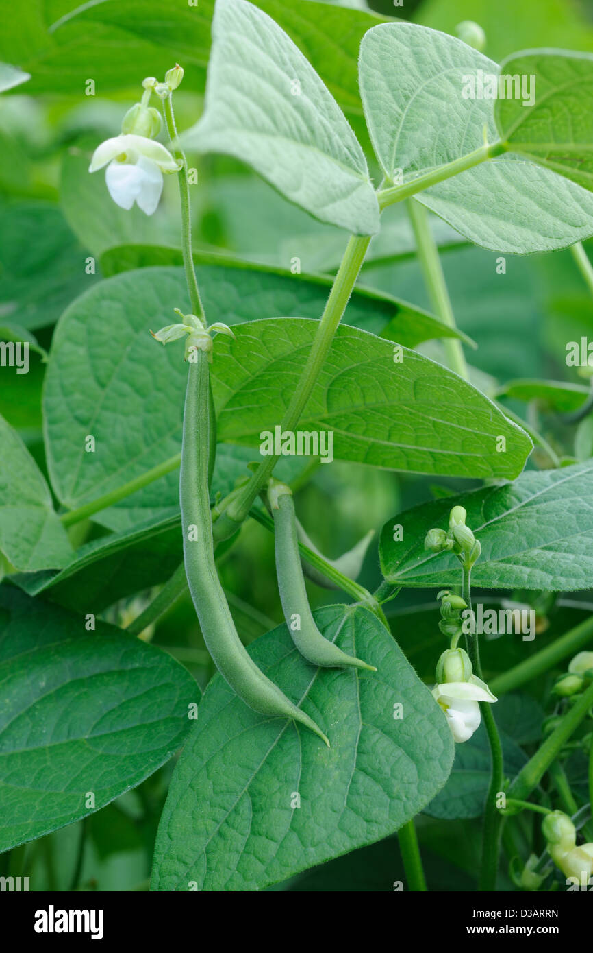 french beans plant hi-res stock photography and images - alamy