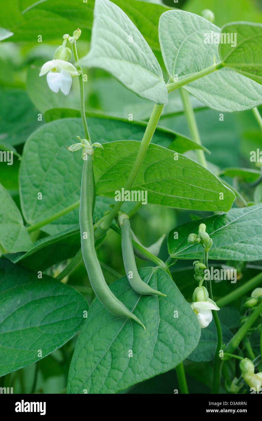 French beans plant hi-res stock photography and images - Alamy