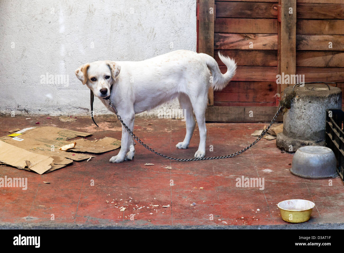 friendly appealing white dog with brown spotted ears at home tethered in a Mexican courtyard in Oaxaca de Juarez Mexico Stock Photo
