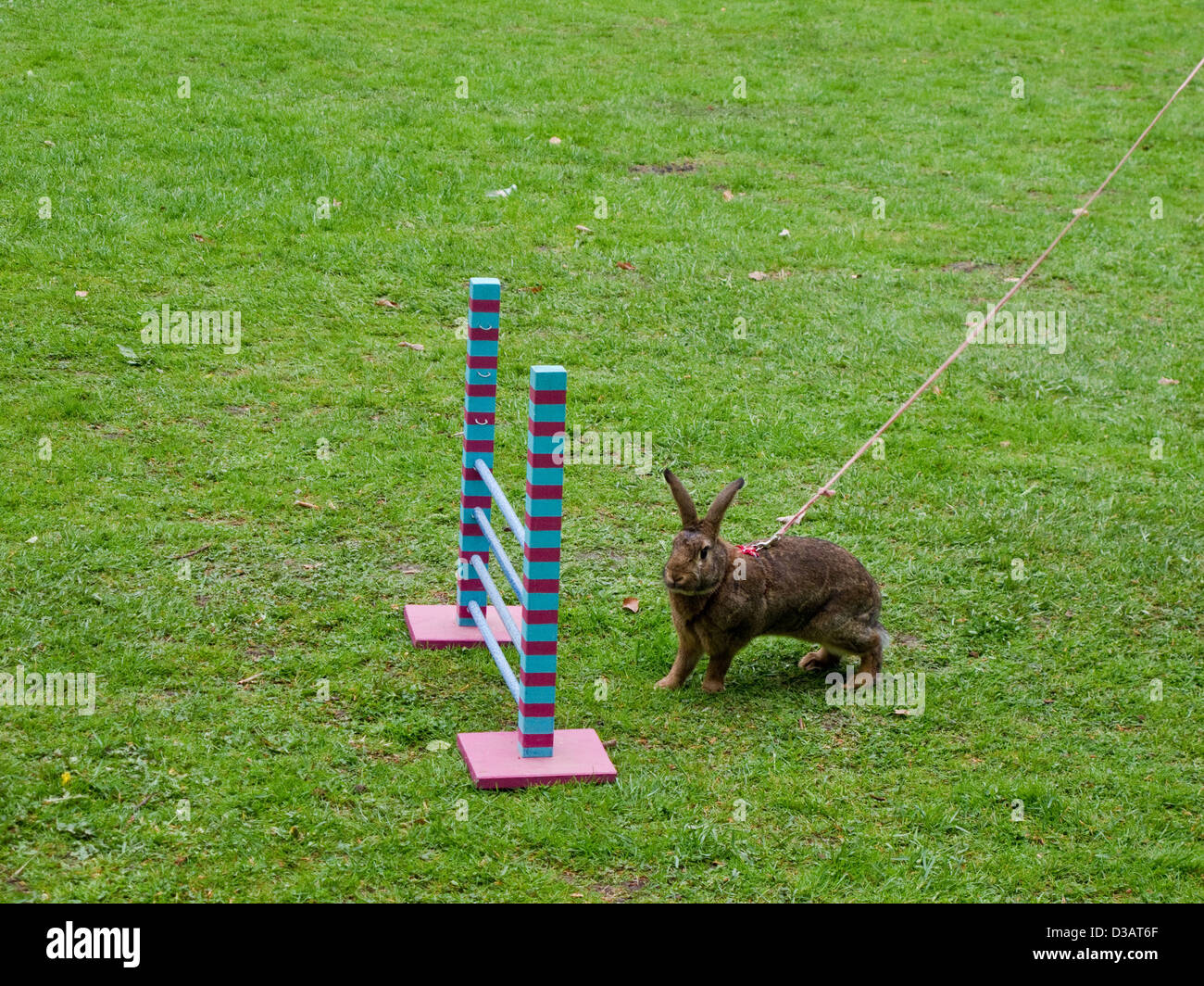 Rabbit before a show jump. show jumping is a popular sport in Sweden Stock Photo