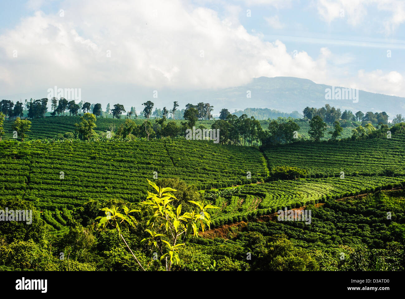 guaratinga, bahia, brazil - march 15, 2023: Conilon coffee