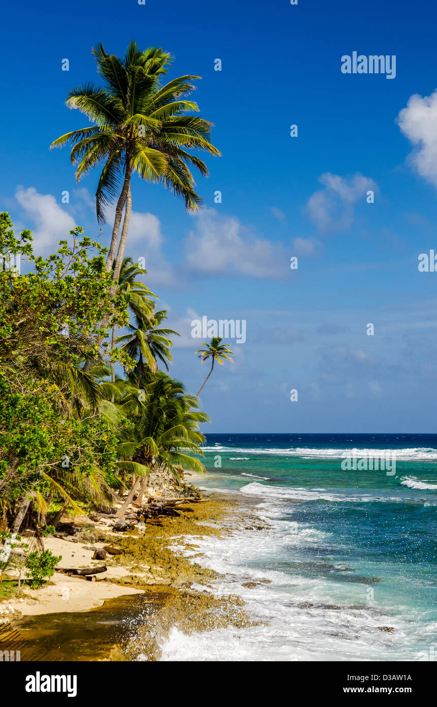 Caribbean coastline with blue water and palm trees of San Andres y Providencia, Colombia Stock Photo