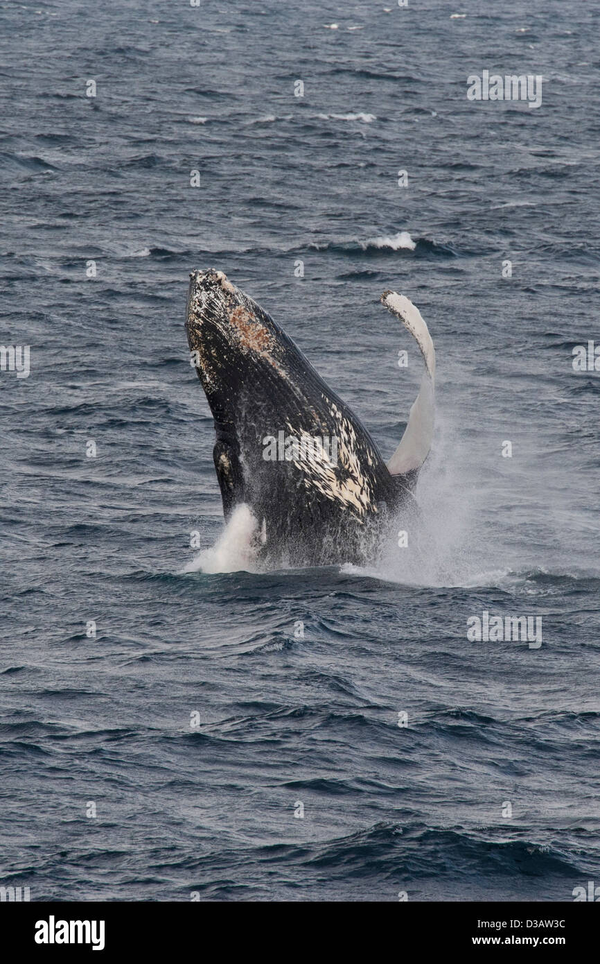 Megaptera Humpback Whale (Megaptera novaeangliae), breaching. Antarctic Peninsula ...