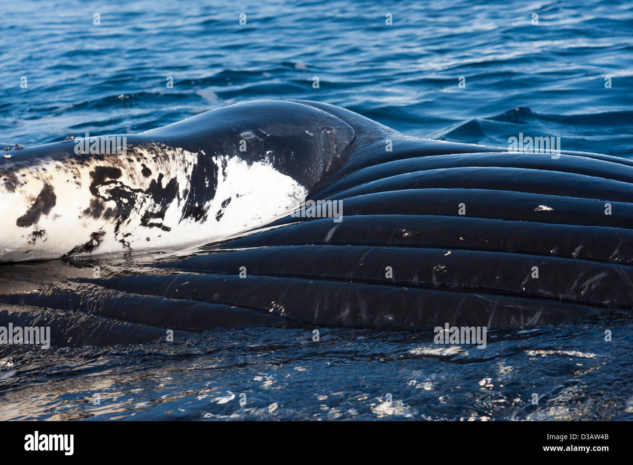 Friendly Humpback Whale (Megaptera novaeangliae), interacting with tourist zodiac and showing pleats. Antarctic Peninsula. Stock Photo