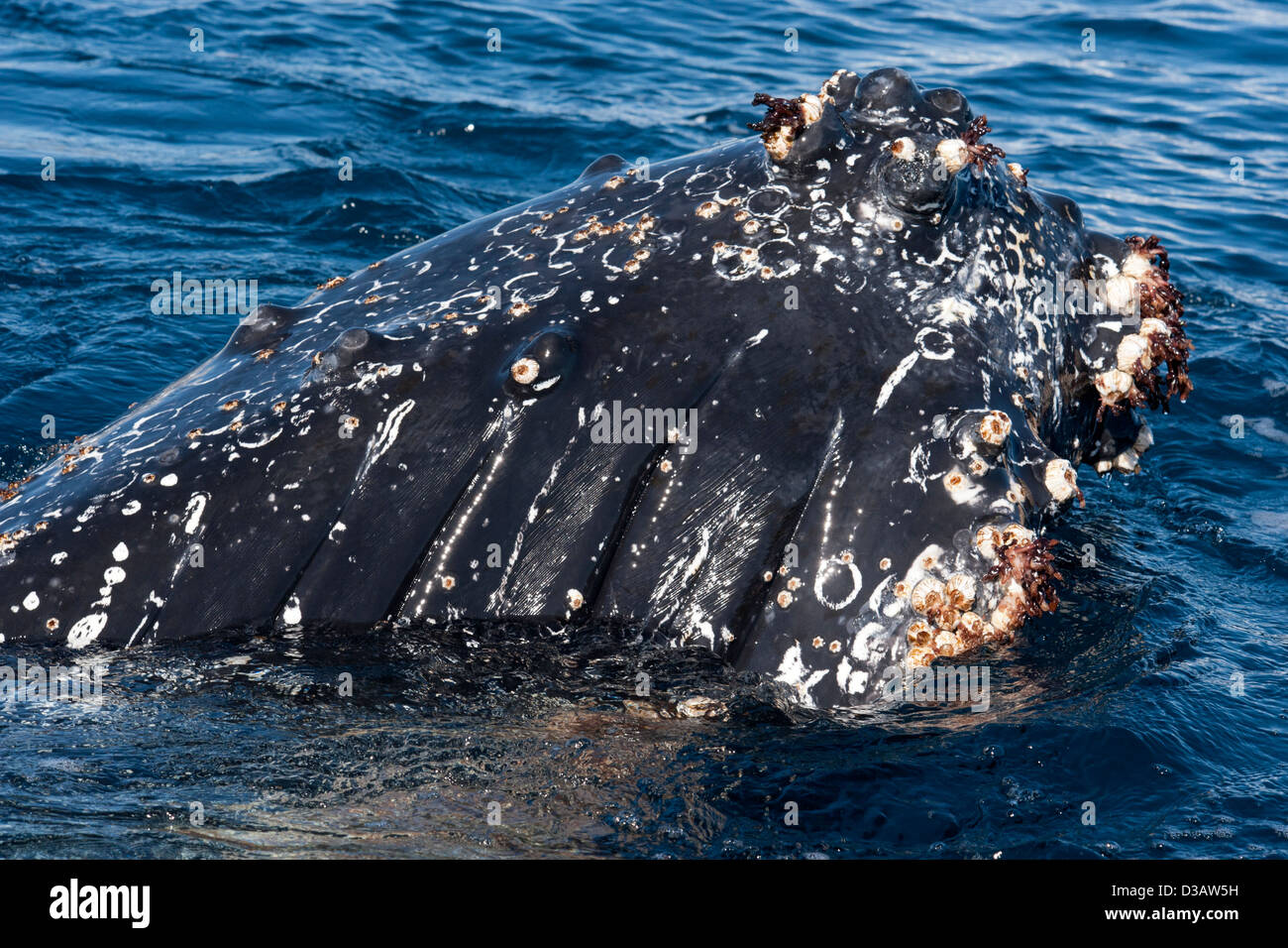 Friendly Humpback Whale (Megaptera novaeangliae), interacting with tourist zodiac. Antarctic Peninsula. Stock Photo