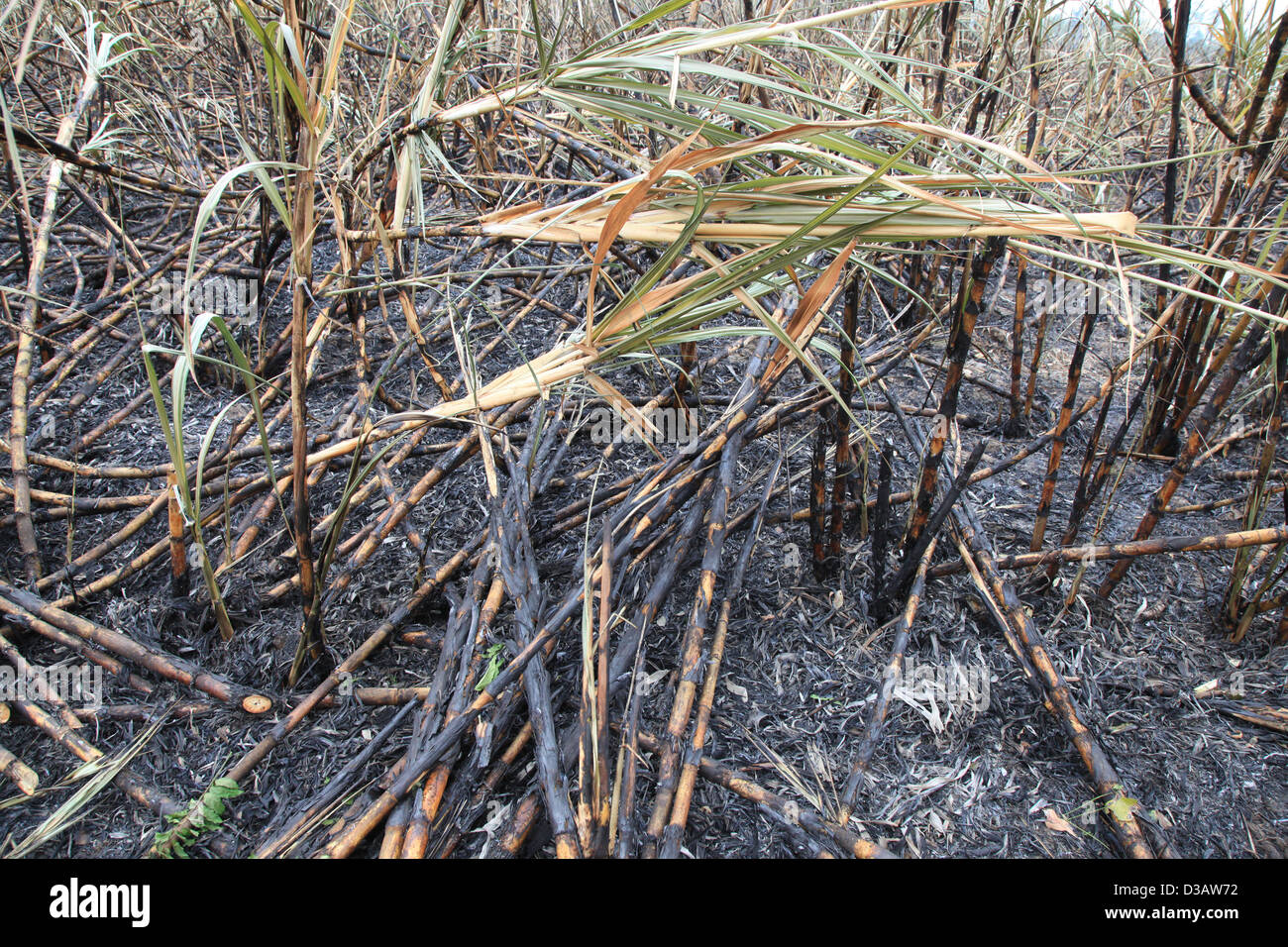 Burnt sugar cane in Nakorn Ratchasima province, Thailand, ready for