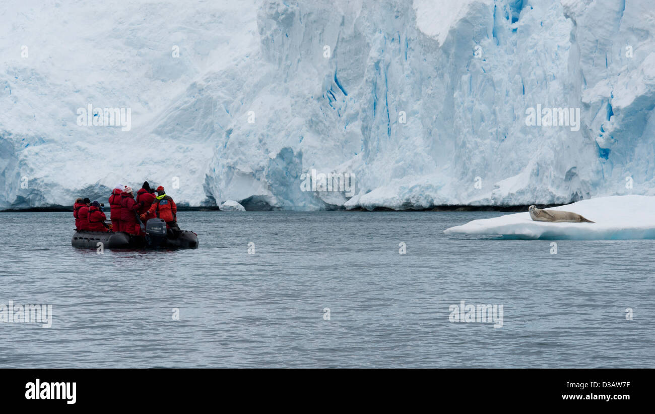 Ecotourists approach a resting Crabeater seal, Lobodon carcinophagus. Antarctic Peninsula. Stock Photo