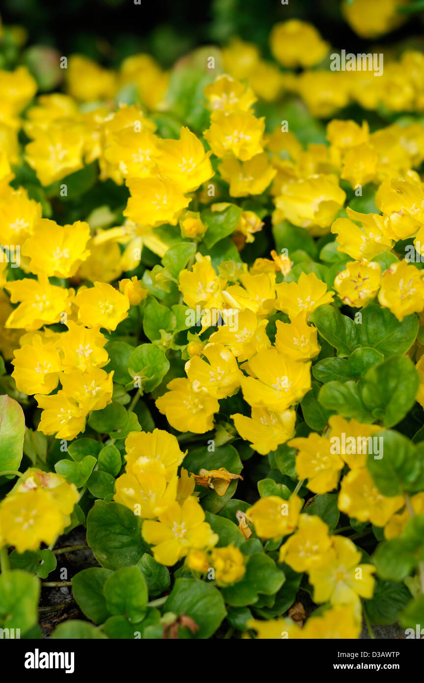 lysimachia nummularia creeping jenny summer closeup plant portraits yellow flowers petals spreading groundcover blooms blossoms Stock Photo