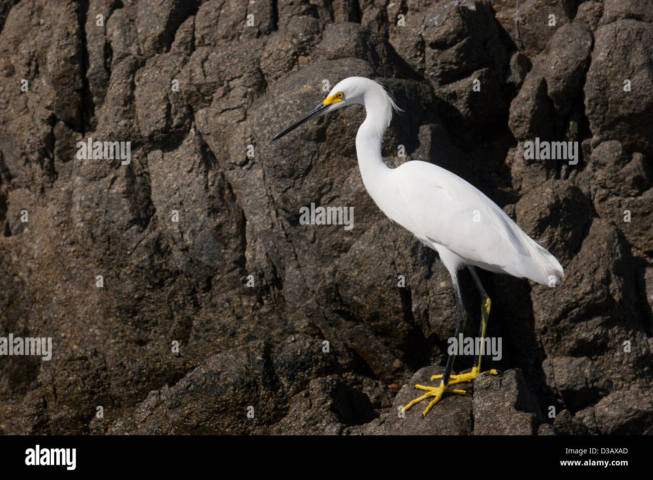 white egret fishing wading bird Stock Photo