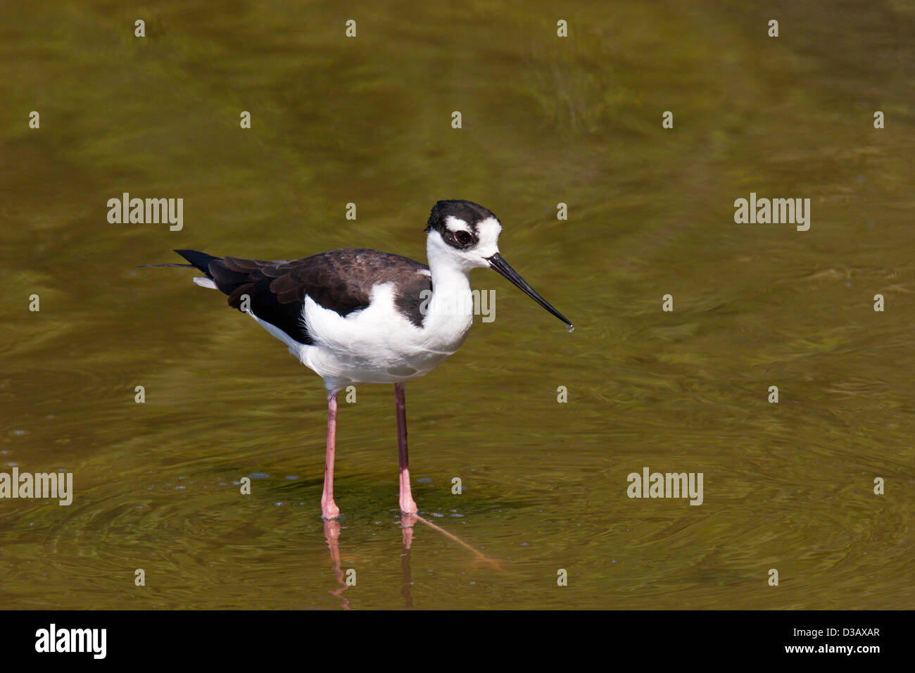 bird Blacknecked stilt wading Stock Photo Alamy