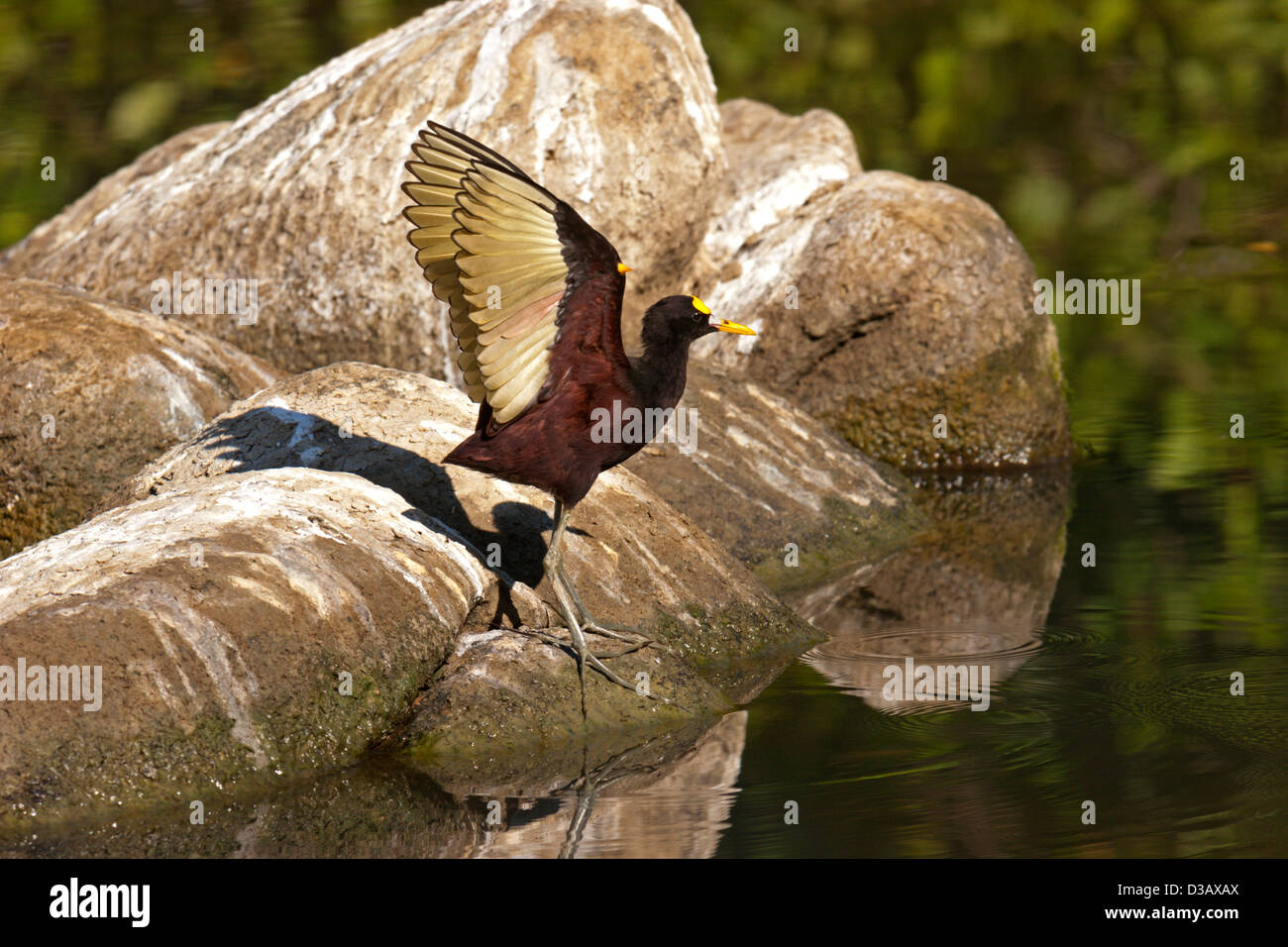 bird Northern Jacana lilly hopper big feet Stock Photo Alamy