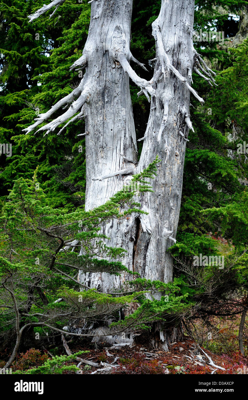 Dead Douglas Fir tree, Strathcona Provincial Park, Vancouver Island, British Columbia ,Canada. Stock Photo