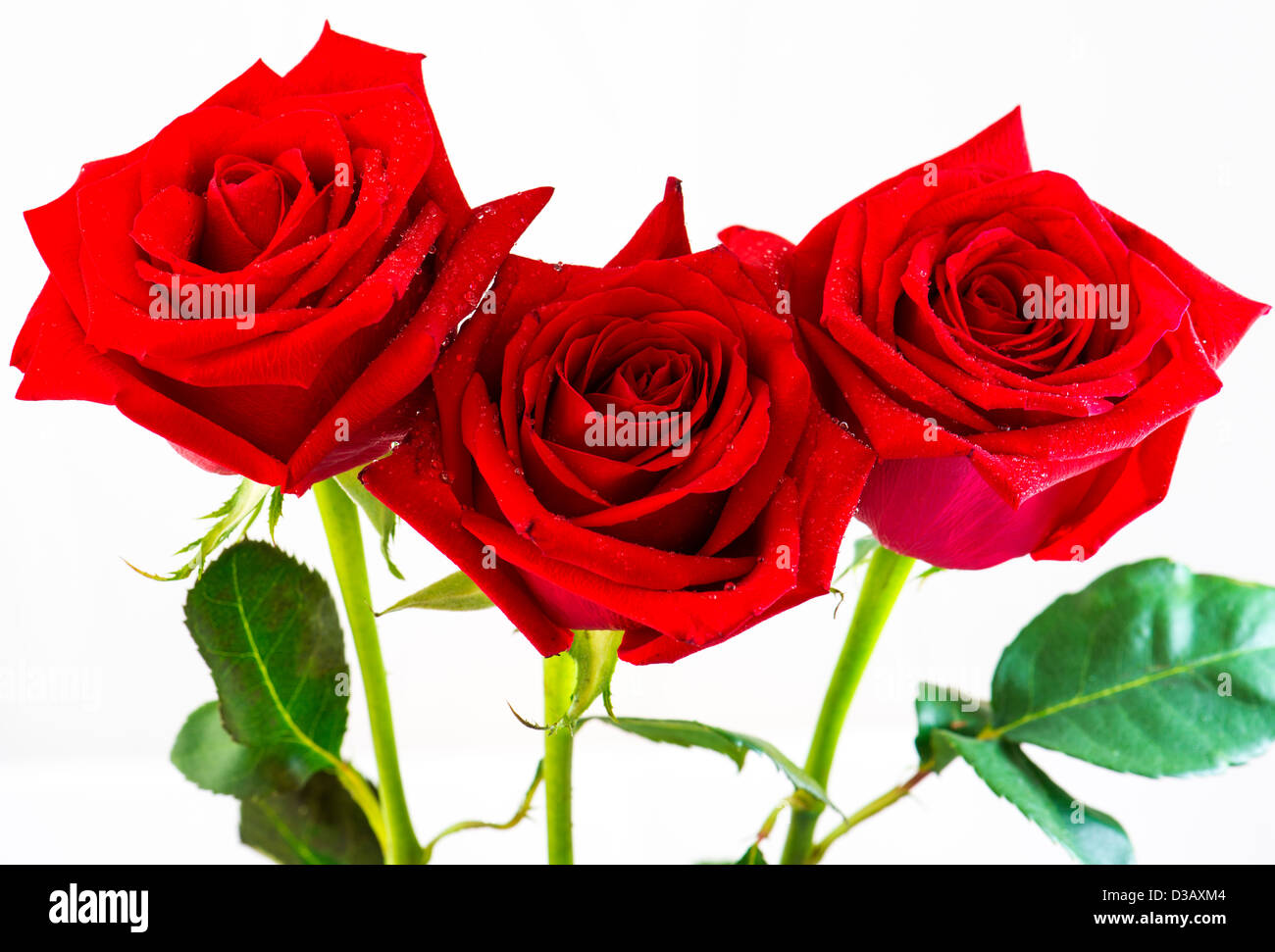 Three Red Roses Stock Photo