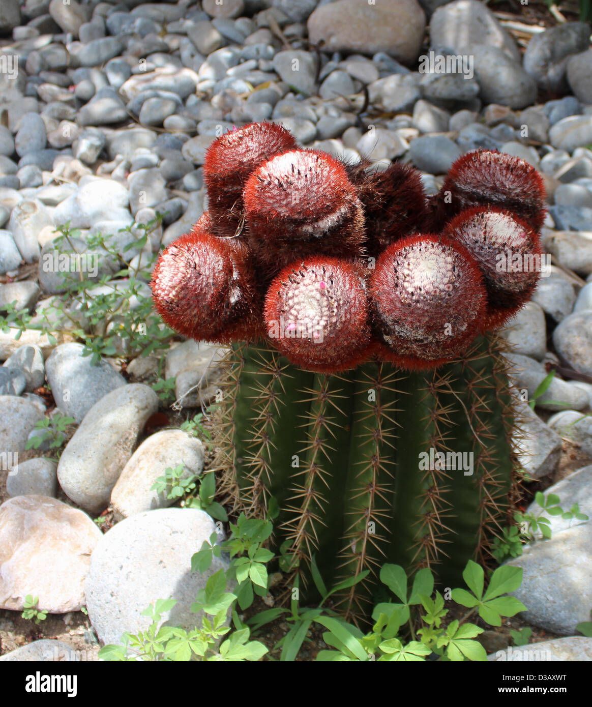 Cactus, Found on the Island of Tortola. Stock Photo
