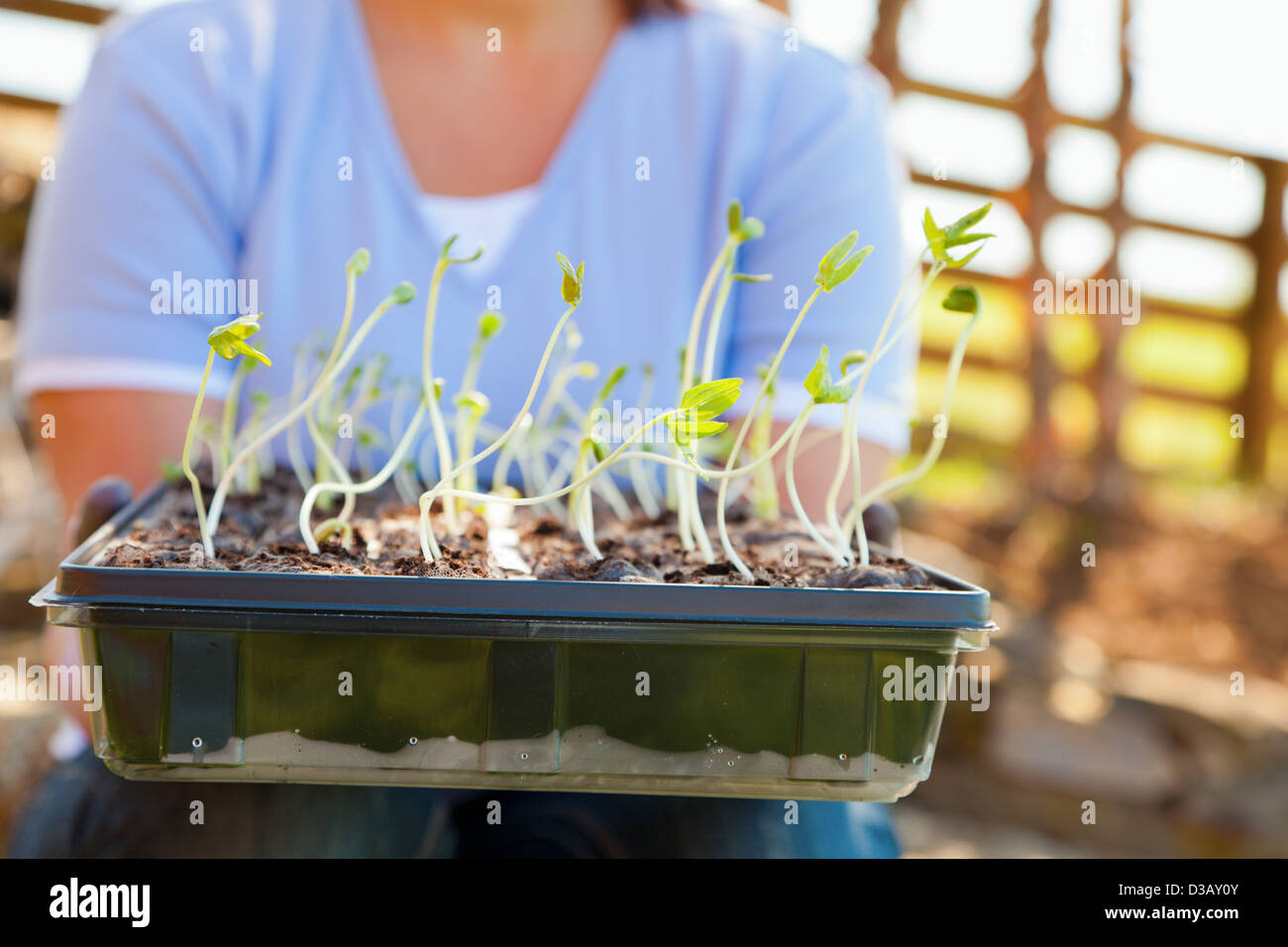 Closeup of a person holding tray with seedlings Stock Photo