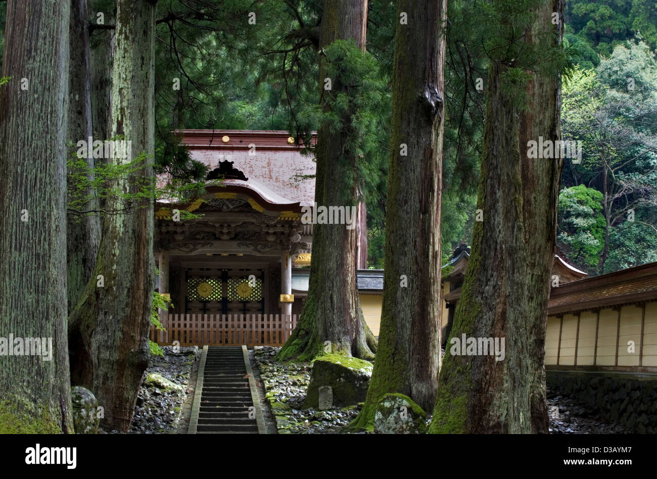 Forest of giant cypress trees guards the entry to Chokushimon Gate at Eiheiji Zen Buddhist Temple in the mountains of Fukui Stock Photo